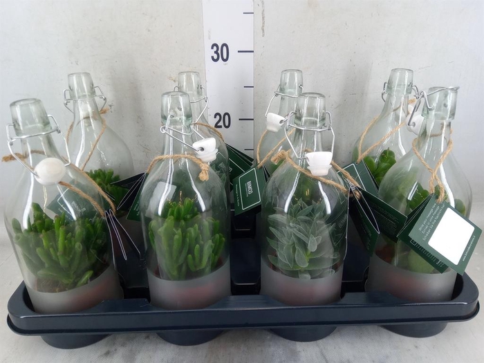 <h4>Crassula   ...mix</h4>