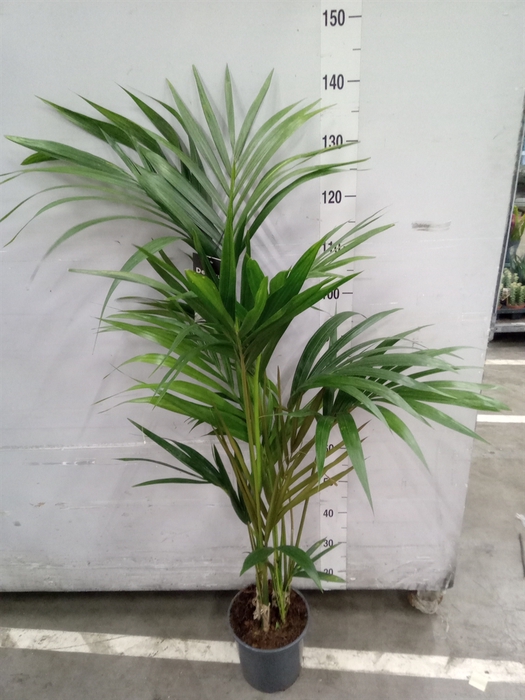 <h4>Howea forsteriana</h4>