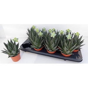 Aloe Tiki Tahi (Cites) 9Ø 17cm