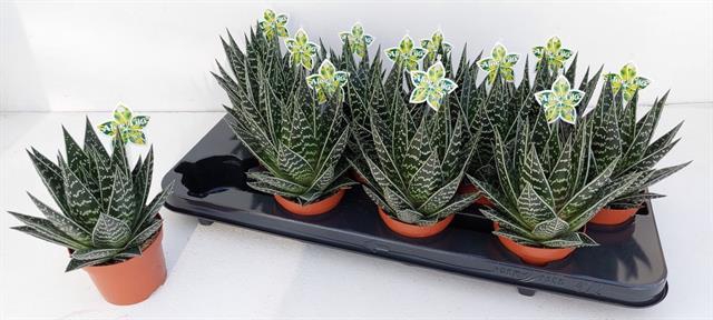 Aloe Tiki Tahi (Cites) 9Ø 17cm