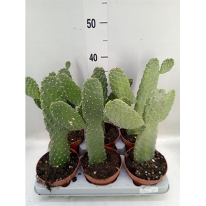 Opuntia
