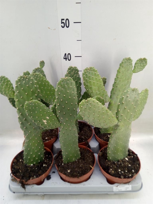 <h4>Opuntia</h4>
