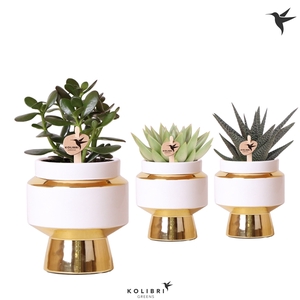 Kolibri Greens Succulenten mix in Le Chic pot gold