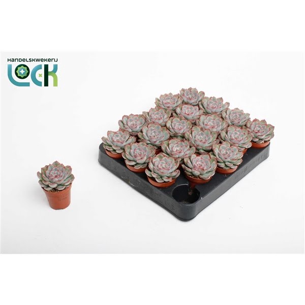 <h4>Echeveria Pelisuda</h4>