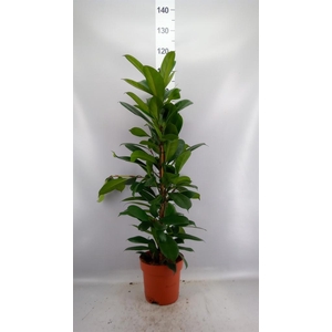 Ficus cyathistipula