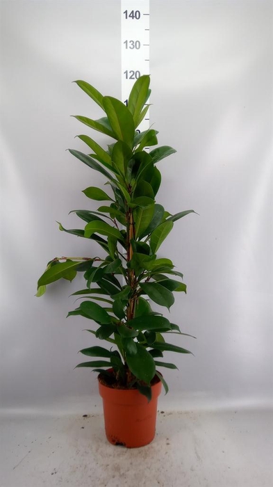 <h4>Ficus cyathistipula</h4>