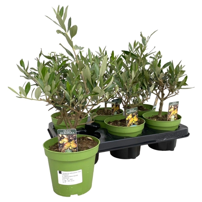 <h4>Olea Europaea</h4>