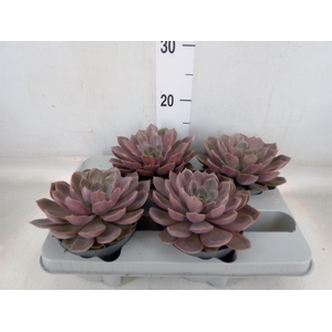 Echeveria   ...