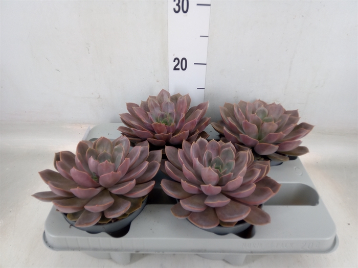 <h4>Echeveria   ...</h4>