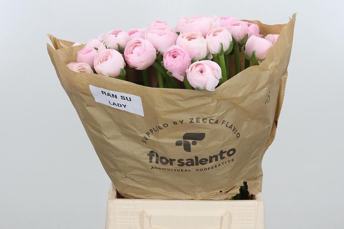 <h4>Ran Su Lady</h4>