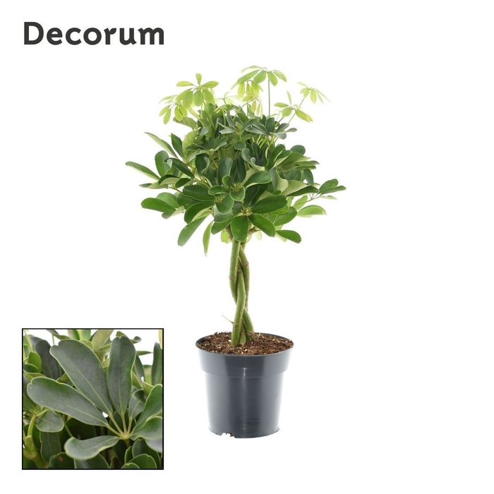 <h4>Schefflera Compacta (Nora) vlecht (Decorum)</h4>