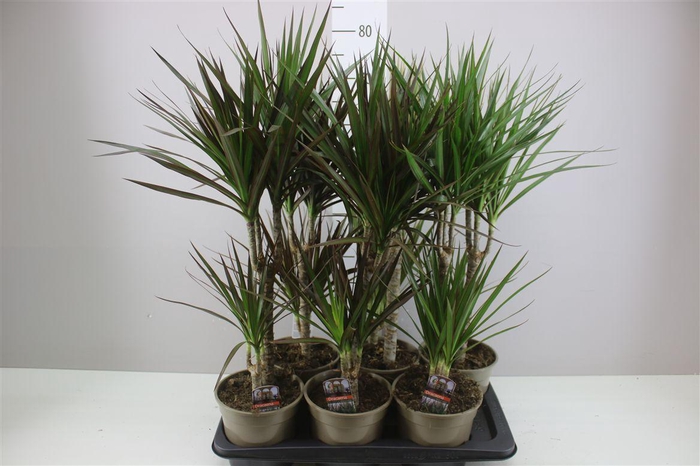 <h4>Dracaena Gemengd 30-10</h4>
