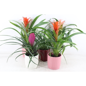 arr3 ZS - Bromelia potje modern mix