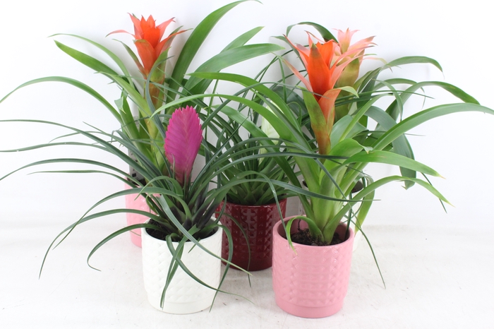 <h4>arr3 ZS - Bromelia potje modern mix</h4>