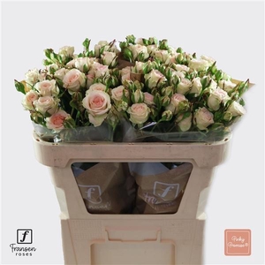 R TR Pinky Promise 70cm