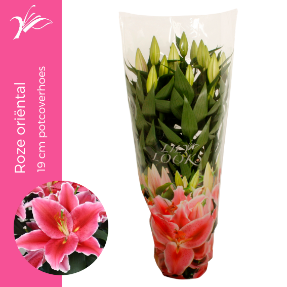 <h4>Lilium roze 19 cm oriëntal in potcoverhoes (or. lelie)</h4>