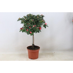 Azalea op stam 'Luntera'Zalmkleurig'pot 19