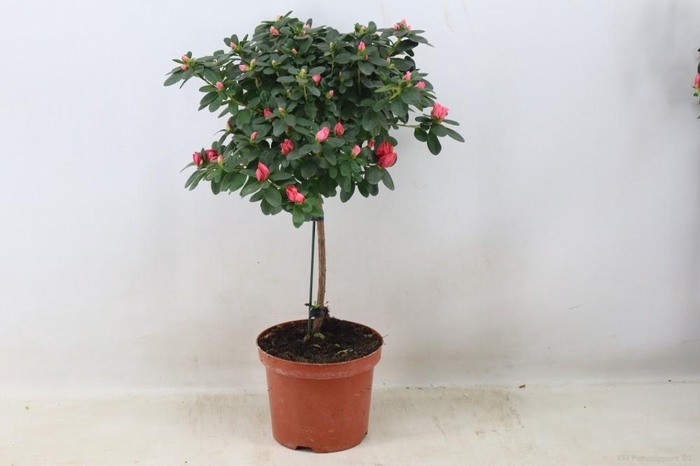 <h4>Azalea op stam 'Luntera'Zalmkleurig'pot 19</h4>