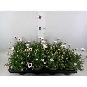 Rhodanthemum  'Casablanca'