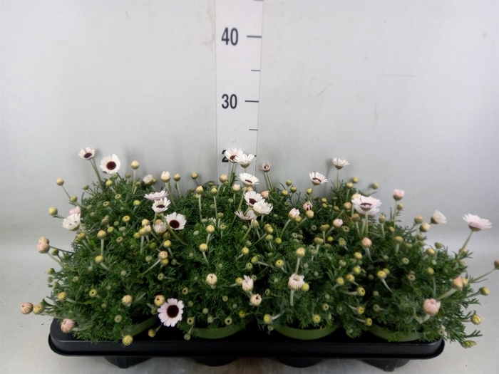 <h4>Rhodanthemum  'Casablanca'</h4>