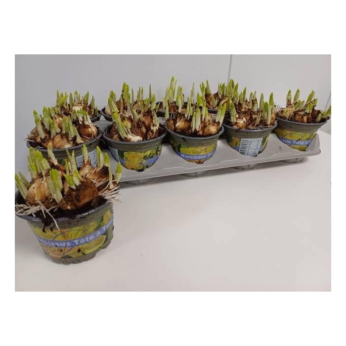 <h4>NARC O TETE A TETE</h4>