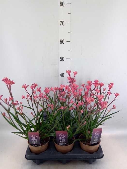 <h4>Anigozanthos   ...</h4>