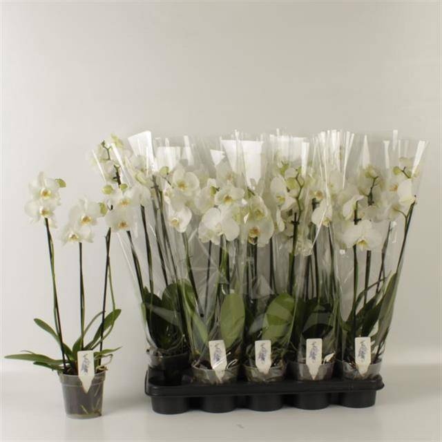 <h4>PHAL OV WIT</h4>