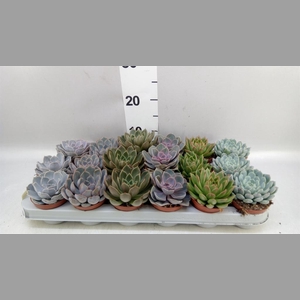 Echeveria   ...mix