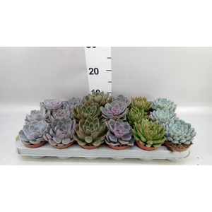 Echeveria   ...mix