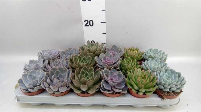 <h4>Echeveria   ...mix</h4>