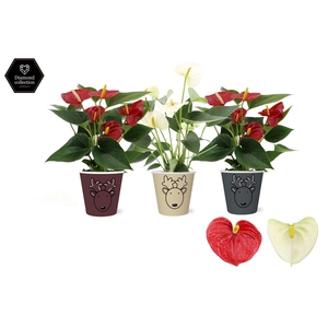 Anthurium Red & White mix in Rudolf smartcup