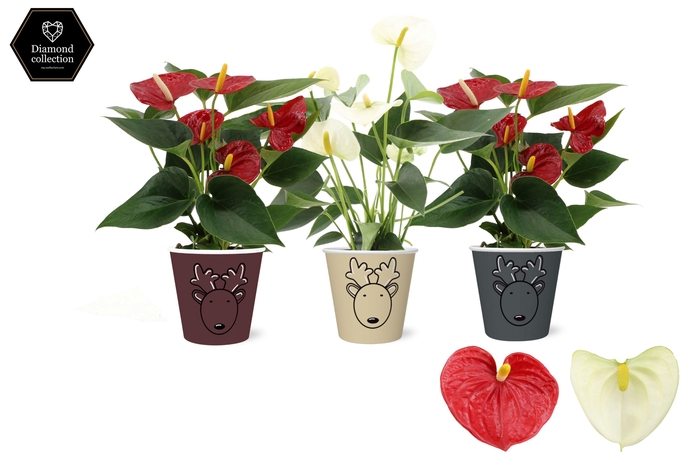 <h4>Anthurium Red & White mix in Rudolf smartcup</h4>