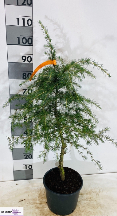 <h4>CEDRUS DEODARA</h4>