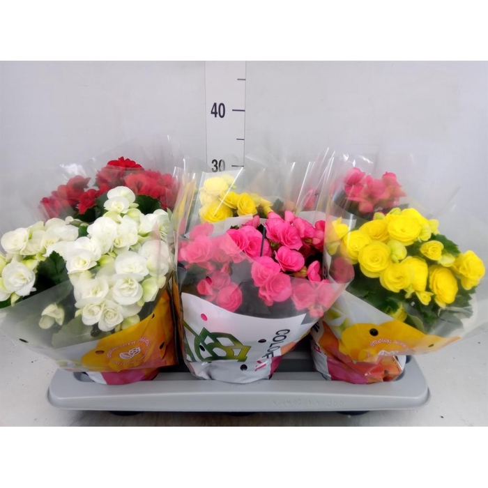 <h4>Begonia elat. DU   ...mix</h4>
