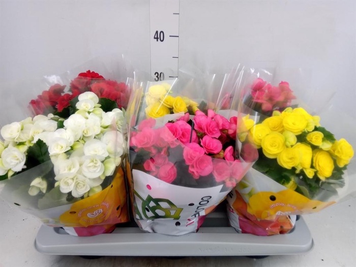 Begonia elat. DU   ...mix