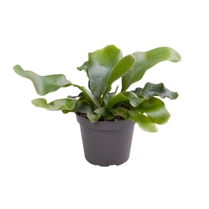 PLATYC BIFURCATUM