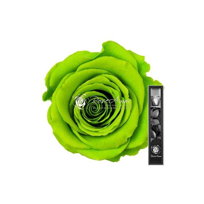 <h4>30cm Stem Gre05</h4>