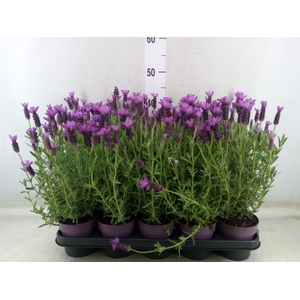 Lavandula stoec. 'Anouk Pink'