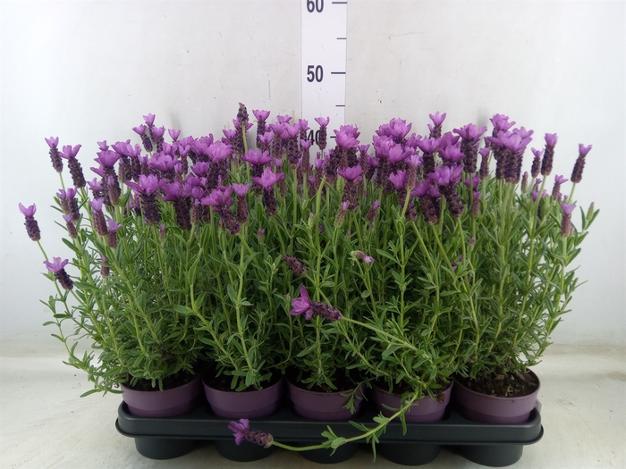 <h4>Lavandula stoec. 'Anouk Pink'</h4>