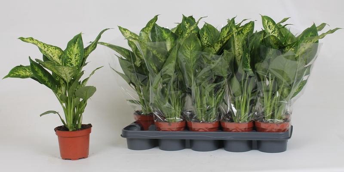 <h4>DIEFF COMPACTA</h4>