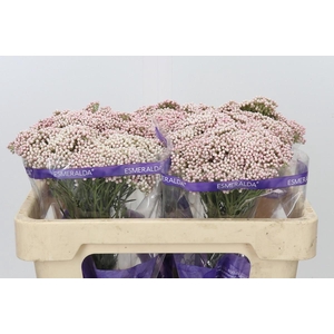 Ozothamnus Cooks Tall Pink