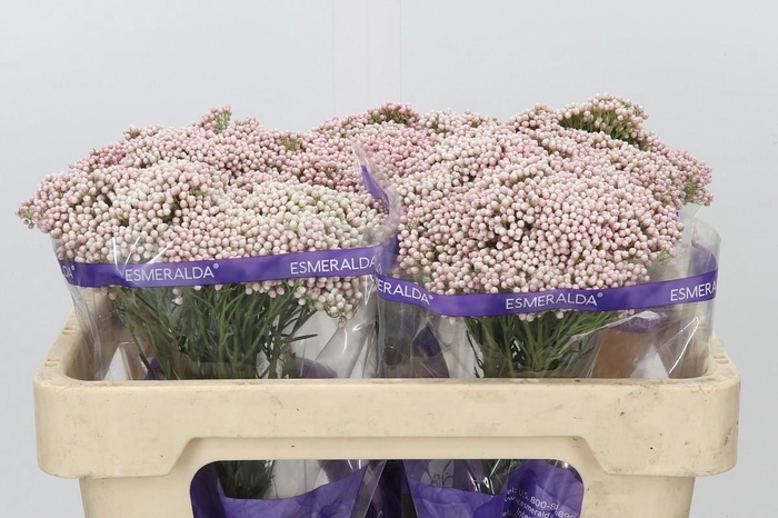 Ozothamnus Cooks Tall Pink