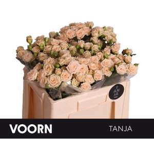 Rozen R Tr Tanja