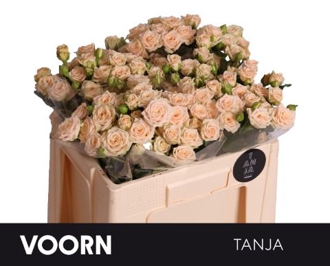 <h4>Rozen R Tr Tanja</h4>
