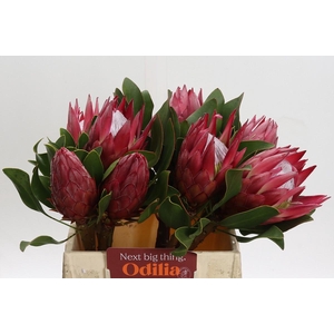 Protea Cynaroides Madiba