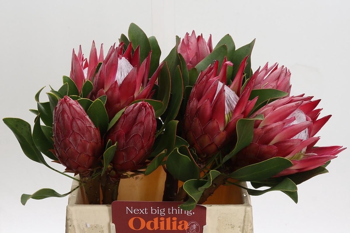 <h4>Protea Cynaroides Madiba</h4>