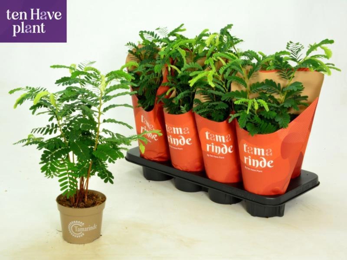 <h4>TAMARINDUS INDICA</h4>