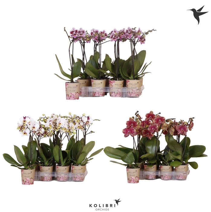 <h4>Kolibri Orchids Phalaenopsis Spotty 1 spike</h4>