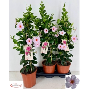 MANDE SUN EARL CREAM