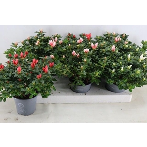 RHODO SI GEM